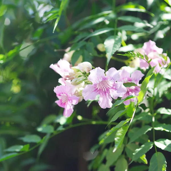 Pink flowers on a green tree — Stock Photo, Image