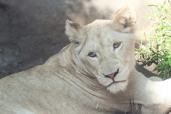Leone bianco che riposa all'ombra allo zoo — Foto Stock