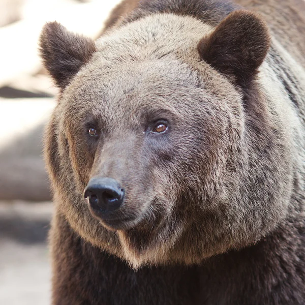 Portret zewnątrz piękny niedźwiedź brunatny — Zdjęcie stockowe