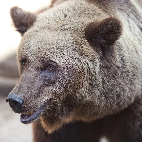 Ritratto di un bellissimo orso bruno all'aperto — Foto Stock