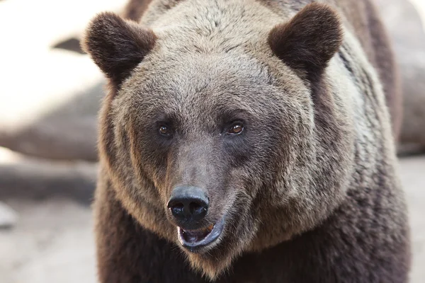 Porträt eines schönen Braunbären im Freien — Stockfoto