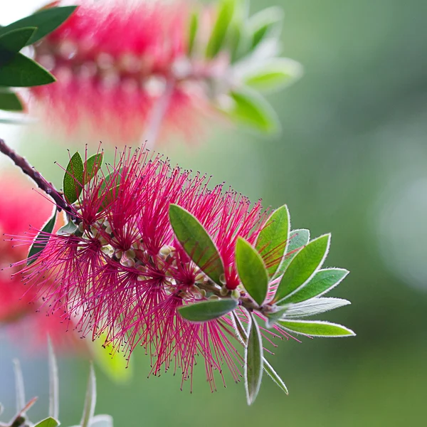 Yeşil ağaçtaki pembe çiçekler — Stok fotoğraf