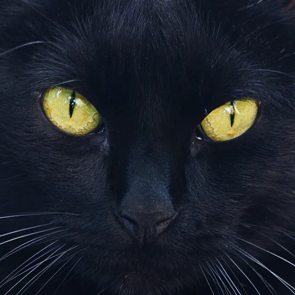 Portret van een zwarte kat buiten — Stockfoto