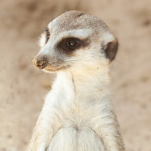 Retrato de una hermosa suricata en el zoológico —  Fotos de Stock