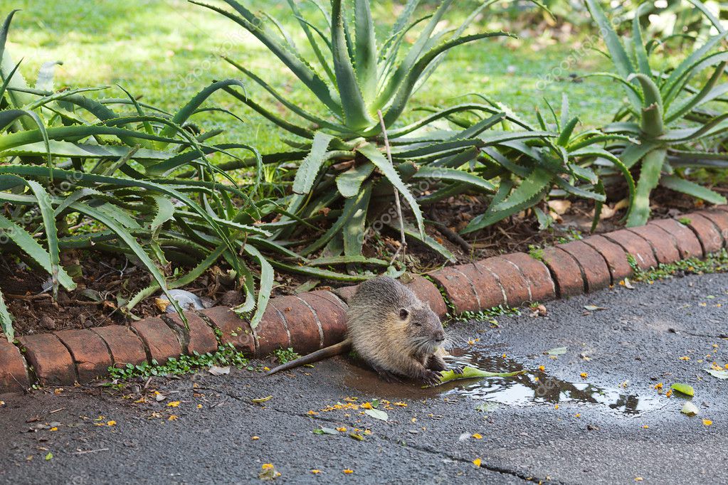 Nutria eating aloe vera in a zoo — Stock Photo © evgeniyauvarova 10916571
