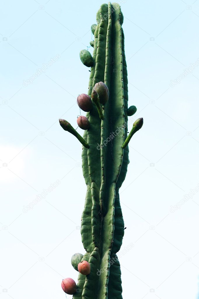 Large cactus against a background of sky