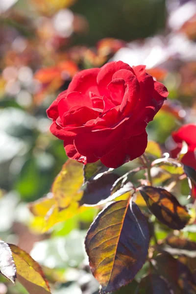 Fundo de belas rosas no jardim — Fotografia de Stock
