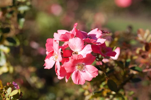 Hintergrund der schönen Rosen im Garten — Stockfoto