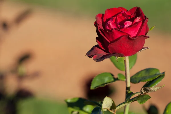 Fondo de hermosas rosas en el jardín —  Fotos de Stock