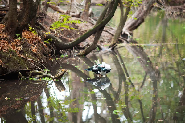 Утка в пруду на фоне деревьев — стоковое фото