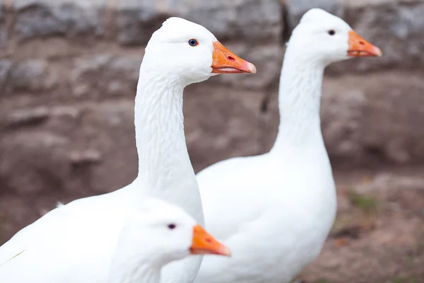 stock image Beautiful white geese in nature