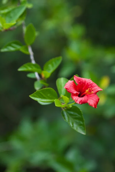 Chinese red rose on a green tree — Stock Photo, Image