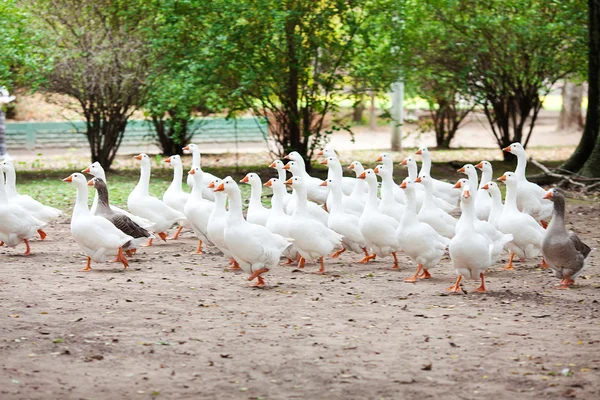 Mooie witte ganzen in de natuur — Stockfoto