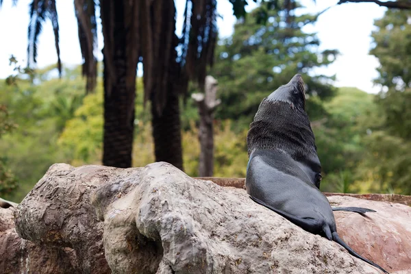 在岩石上，动物园海狮 — 图库照片