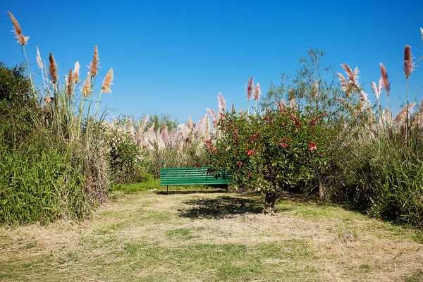 Panchina solitaria sullo sfondo di alberi e cielo blu — Foto Stock