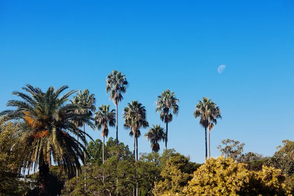 Palmuja sinistä eteläistä taivasta ja kuuta vastaan — kuvapankkivalokuva