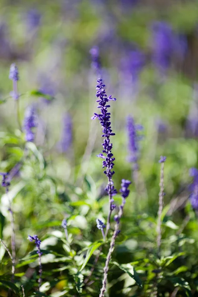 Fondo de las hermosas flores de lavanda púrpura — Foto de Stock