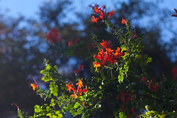 Mavi gökyüzü kırmızı turuncu çiçekler — Stok fotoğraf