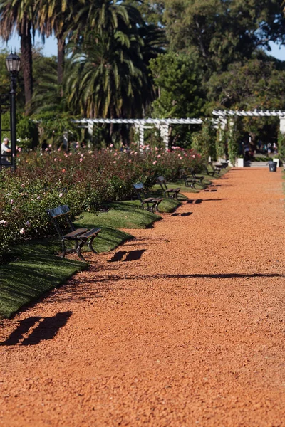 Jardín de rosas con bancos y palmeras contra el cielo azul —  Fotos de Stock