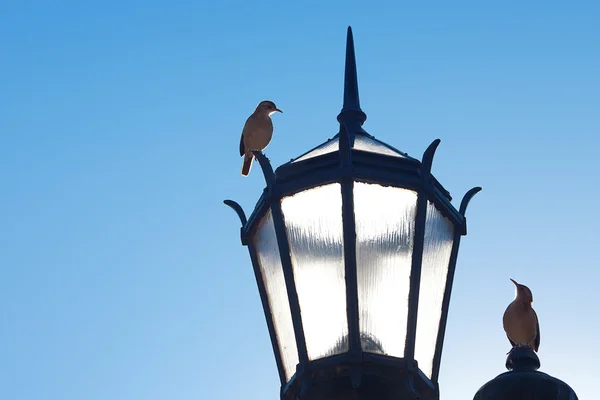 Duas lanternas velhas e dois pássaros contra o céu azul — Fotografia de Stock