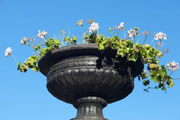 Vaso de flores brancas contra o céu azul — Fotografia de Stock