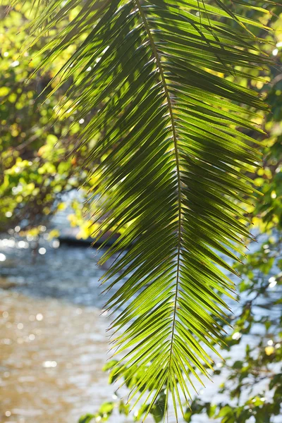 Güneş ışığı hurma ağacının yaprak — Stok fotoğraf