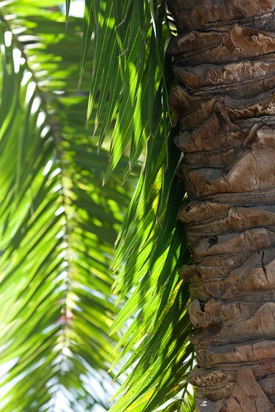 Folha de palmeira à luz do sol — Fotografia de Stock