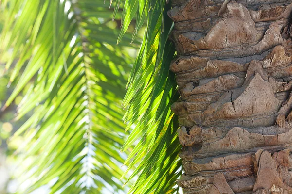 Liść palmy w słońcu — Zdjęcie stockowe