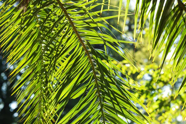 Frunze de palmier în lumina soarelui — Fotografie, imagine de stoc