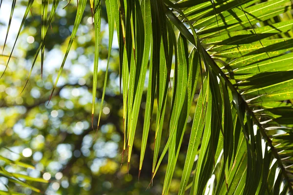 Blad av palm tree i solljus — Stockfoto