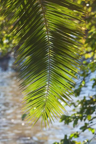 Blad voor palm tree in zonlicht — Stockfoto