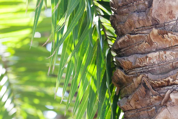 叶的棕榈树在阳光下 — 图库照片