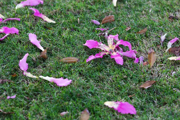 Krásné fialové květy na pozadí zelené trávy — Stock fotografie
