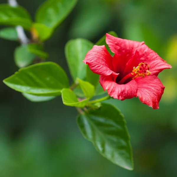 Chińska czerwona róża na zielonym drzewie — Zdjęcie stockowe