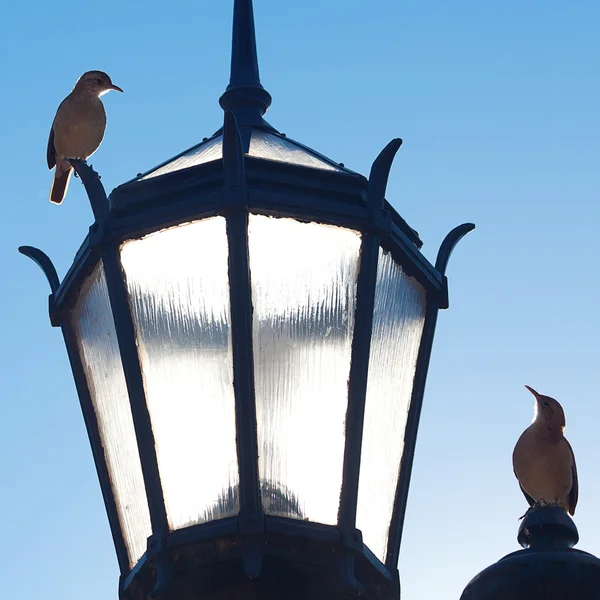 Два старых фонаря и две птицы на фоне голубого неба — стоковое фото