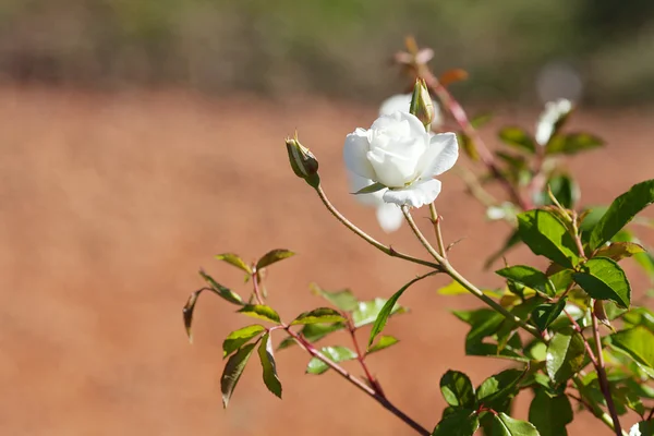 Sfondo di belle rose in giardino — Foto Stock