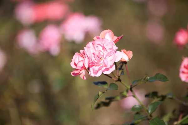 Fondo de hermosas rosas en el jardín — Foto de Stock