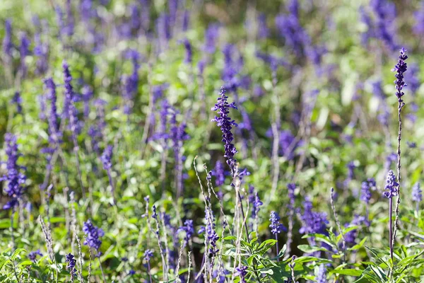 Sfondo dei bellissimi fiori viola lavanda — Foto Stock