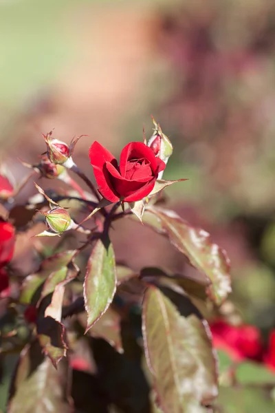 美丽的玫瑰花园里的背景 — 图库照片