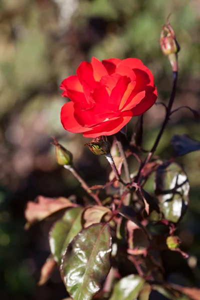 庭の美しいバラの背景 — ストック写真