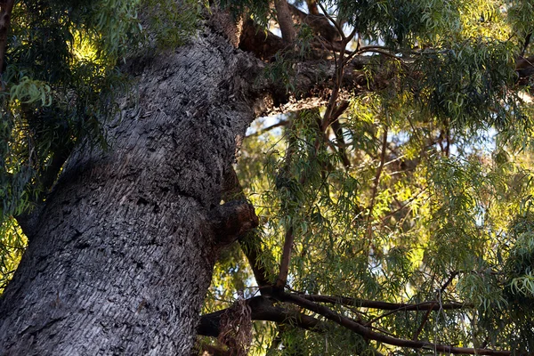 Corona de un gran árbol de eucalipto — Foto de Stock