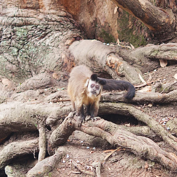 Opice proti velkého stromu kořeny v zoo — Stock fotografie