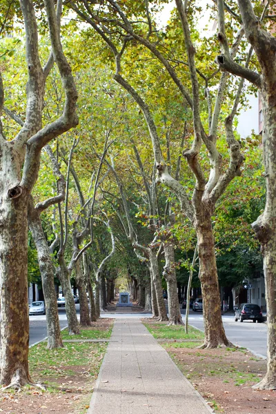Beautiful avenue of plane trees — Stock Photo, Image