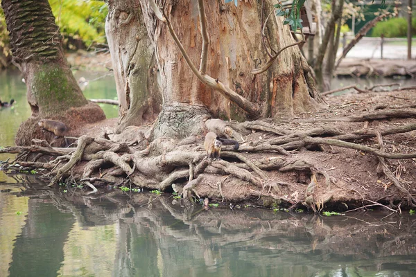 Majmok ellen egy nagy fa gyökerei az állatkertben — Stock Fotó