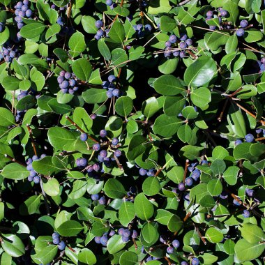 Blueberries on a background of green leaves clipart