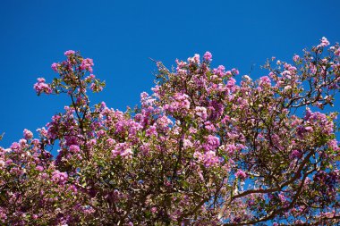 Sakura mavi gökyüzü arka plan üzerine