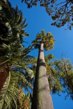 Mavi gökyüzü karşı büyük bir palmiye ağacı