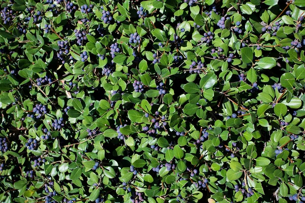 Голубика на фоне зеленых листьев — стоковое фото