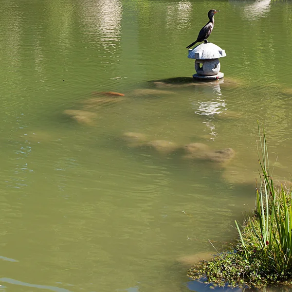 Баклан, сидящий на фоне пруда — стоковое фото