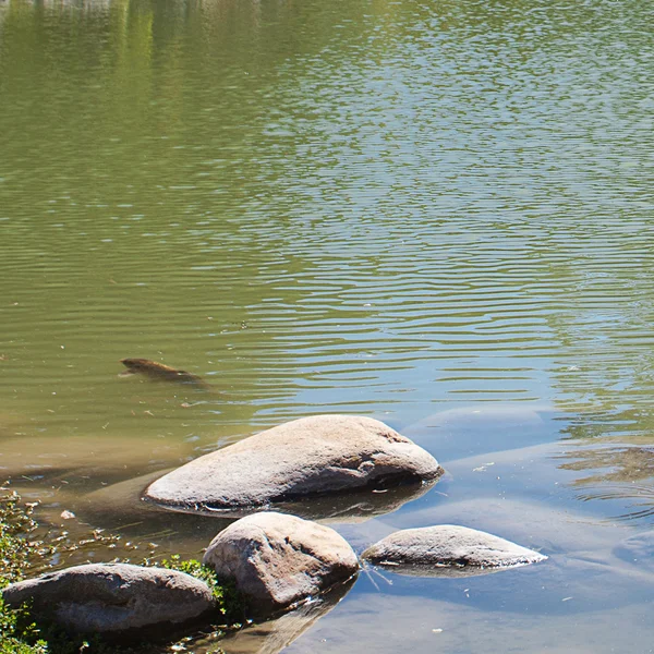 Japonské rybník s kapry a kameny — Stock fotografie
